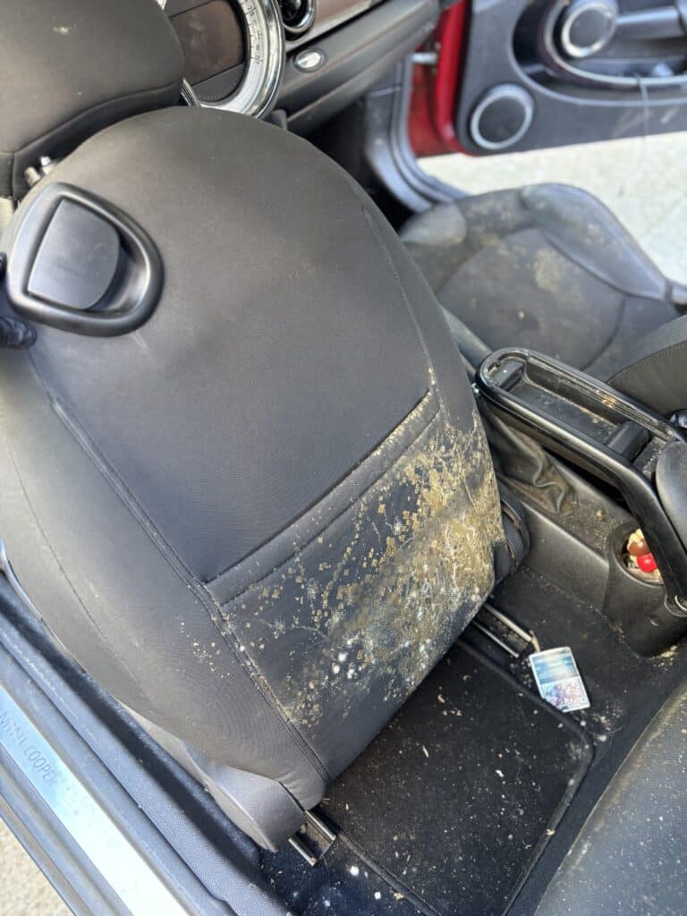 Siège de Mini Cooper noir couvert de taches de moisissure jaune et blanche, intérieur de voiture très sale et contaminé.